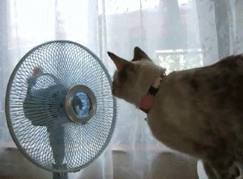 cat fan