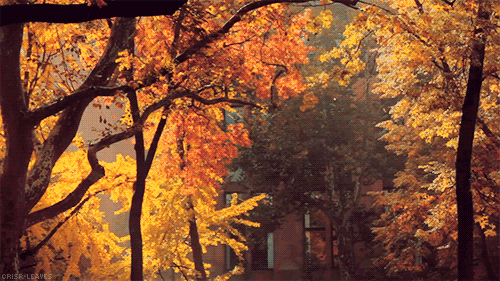 fall-leaves-autumn-gif-7